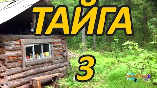 Тайга 3 из 4