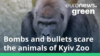 Blasts, bombs and bullets threaten the animals of Kyiv Zoo