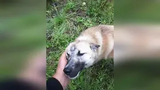 Черники нет, но Борус прет везде. Забавное видео от заказчика.