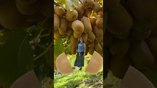 KIWI fruit #shorts #asmr #memes #trending