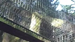Scottish Wildcat Enclosures at the Highland Wildlife Park