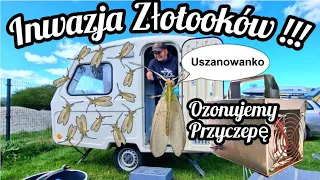 #170 Inwazja Złotooków w Niewiadówce !!! Robimy Porządki. Ozonujemy Przyczepę Kempingową i Auto !!!