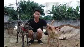 民间传下来的选狗好方法，小莫教你记住这几招，就能挑到好田园犬