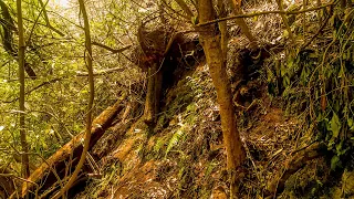 Madeira Island | Trees Free Photo | #Tree #Wallpapers