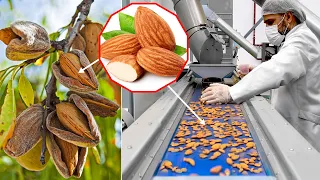 How Are Almonds Grown And Harvested? You Haven't Seen So Many Fresh Almonds Yet!