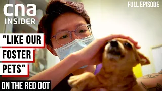 Pet Surgery & Cloning? Life Of Vets | On The Red Dot | At The Vets - Part 2 | Full Episode