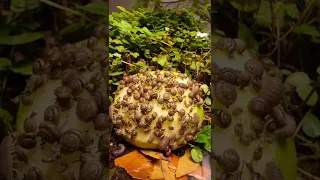 Watch What Happens When I Put An Apple Into A Terrarium