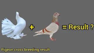 pigeon breeding cross result #birds #pigeon