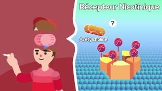 Effets de la nicotine sur le cerveau