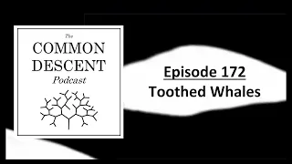 Episode 172 - Toothed Whales