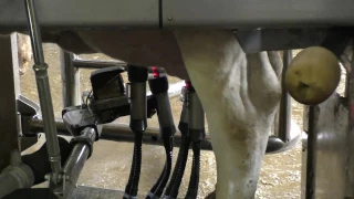 Robot mungitura DeLaval: dimostrazione utilizzo