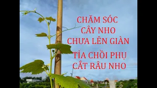 CHĂM SÓC CÂY NHO LÚC MỚI TRỒNG- TỈA CHỒI PHỤ CÂY NHO. Zalo 0986943566