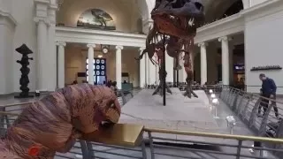 Chicago T-Rex visits the Field Museum