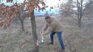 Sеčеnjе badnjaka u zoru - Srеćan Badnji dan