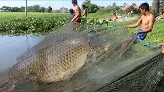 Are you known this fishing? // Live cast  Net fishing // traditional Net fishing//Catching Big fish