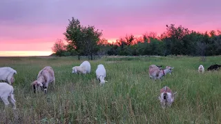 О моëм канале. Глистогоню Фебталом.