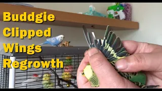 Budgies Clipped Wings, How Long Before Flight Feathers Grow Back After Clipping, 4 Week Update