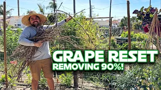 Pruning My Neglected Table Grape For Better Flavor