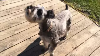 Using "Stop That" by Sentry to Stop The Barking | Schnauzer | Mini Schnauzer