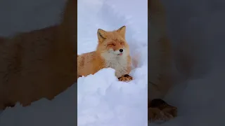 Cute Fox In Snow | #shorts #fox