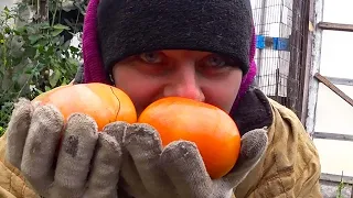 СОБИРАЕМ ВТОРОЙ УРОЖАЙ.  СЕНО ПОДОРОЖАЛО. ИЗ ГОРОДА В ДЕРЕВНЮ 649 серия