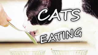 ASMR Cats Eating 🎧 #23