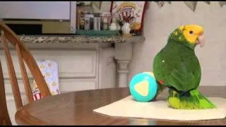 Marley The Amazon Parrot talks and sings