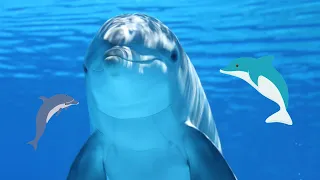 YOU NEED TO SEE THIS UNIQUE DOLPHINS🐬❤️