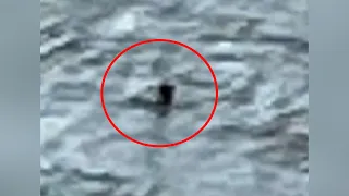 'Loch Ness Monster' spotted? Canadian couple spots strange animal