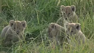 SafariLive Jan 30 - Cuteness overload!  Lion cubbies all over the place!