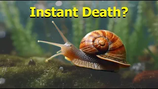 Top 10 Deadliest Animals to Humans