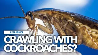 A-Z of Pests: Pest Advice for Cockroaches