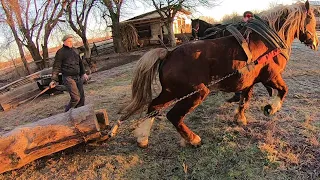 ПРОБА ЖЕРЕБЦЯ І МЕРИНА🔥🔥🔥/ЛЬВІВЩИНА/КОНІ В УКРАЇНІ!!! HORSE PULLS !КОНІ ВАГОВОЗИ