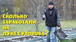 Итоги лукового бизнеса , результаты урожая и первое своё яблоко !