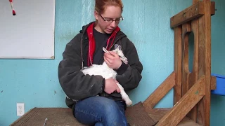 How To Recognize & Treat Selenium Deficient Goat Kids