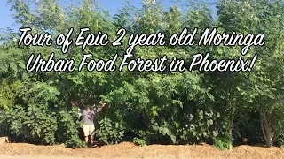 Ep103 - Tour of Epic 2 year old Moringa Urban Food Forest in Phoenix!