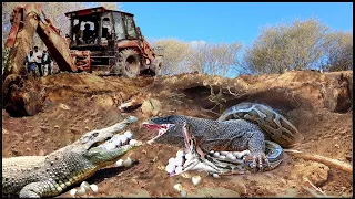 Survival Battle! What Do Crocodiles VS Pythons Do To Protect Eggs From The Komodo Dragon Craving It?