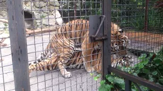 Случайно сняли свадьбу тигров в зоопарке в Ялте. Зоопарк очень рекомендую, красивый и ухоженный