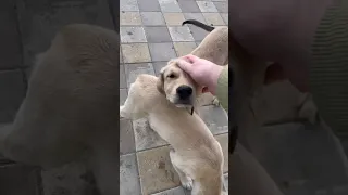 Кто не любит собак, тот не ценит верность🐶🥰🥹