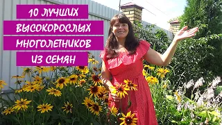 10 ЛУЧШИХ МНОГОЛЕТНИКОВ из СЕМЯН! МНОГОЛЕТНИЕ цветы и растения для сада.