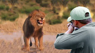 The call of the wild and the lion, the master of predators, facing the hunter