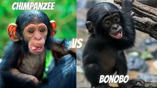 BONOBOS VS CHIMPANZEES - The Differences Between These Great Apes