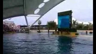 Loro Parque - Orca Show