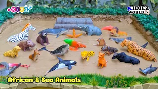 Muddy Adventure: African & Sea Animals Rescued! | Lion, Tiger, Puma, Whale, Shark, Hippo, Fish!