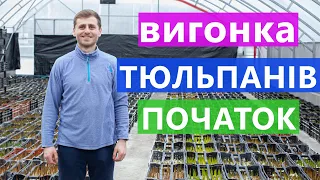 ВИГОНКА ТЮЛЬПАНІВ 🌹 В ТЕПЛИЦІ ✅ ПОЧАТОК