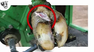 PUS FILLED CAVITY in COWs HOOF … & it’s incredible regrowth