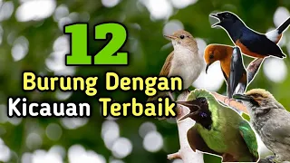 Daftar 12 burung kicauan terbaik dan termerdu yang ada di indonesia