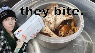 UNBOXING the WEIRDEST PET BUGS you'll ever see!.. The Jerusalem Cricket