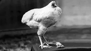 Miracle Mike: The Chicken That Lived For 18 Months Without A Head