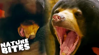 Aggressive Sun Bear Meets New Mate | The Secret Life of the Zoo | Nature Bites
